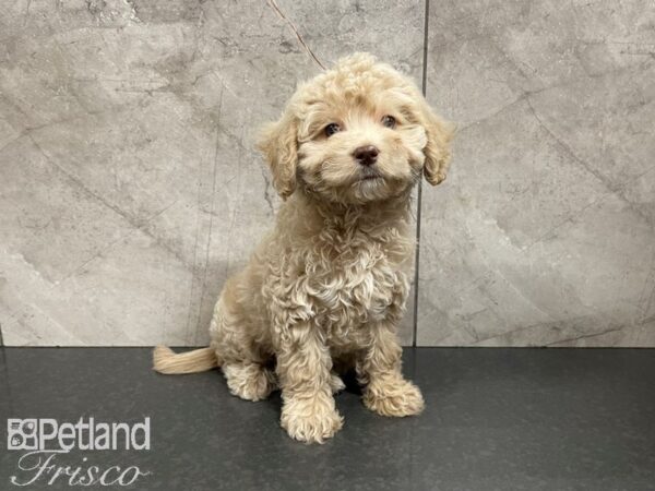 Cockapoo DOG Female Buff 27642 Petland Frisco, Texas