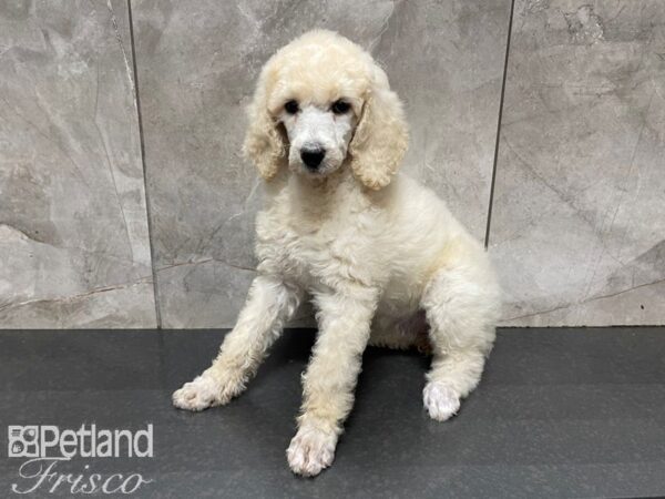 Standard Poodle DOG Female Cream 27643 Petland Frisco, Texas