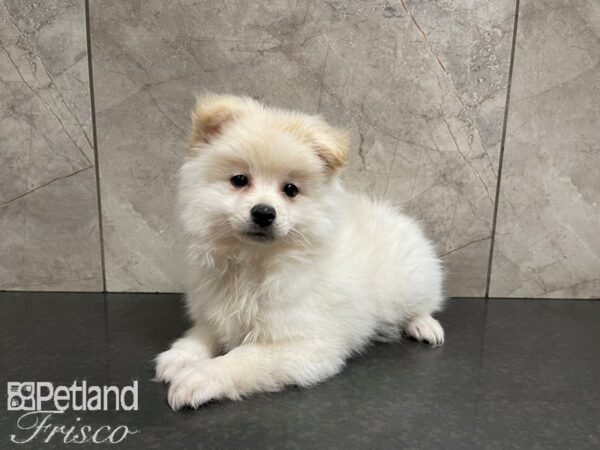 Pomeranian-DOG-Male-Wht & Crm-27644-Petland Frisco & Mckinney, Texas