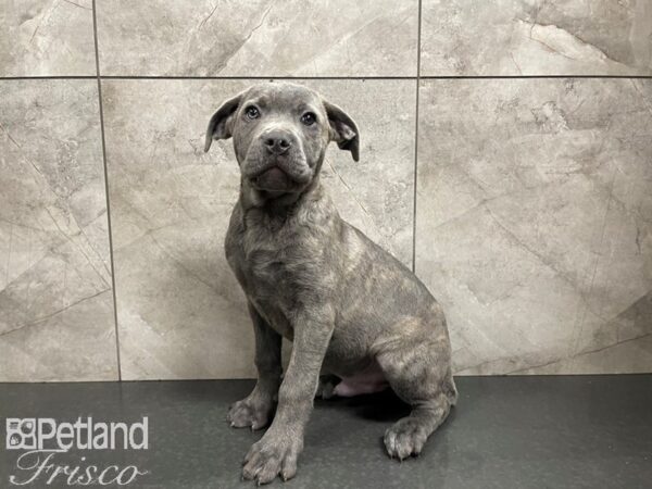 Cane Corso DOG Male Blue Fawn 27647 Petland Frisco, Texas