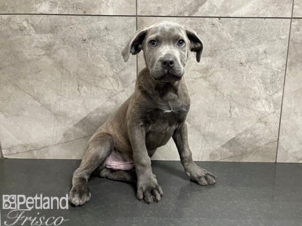 Cane Corso DOG Male Blue Fawn 27648 Petland Frisco, Texas