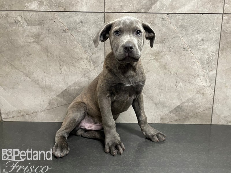 Cane CorsoDOGMaleBlue Fawn3090405Petland Frisco, Texas