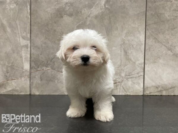 Maltese DOG Male WH 27660 Petland Frisco & Mckinney, Texas