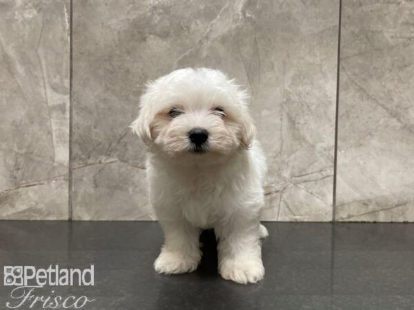 Maltese-DOG-Male-WH-27660-Petland Frisco, Texas