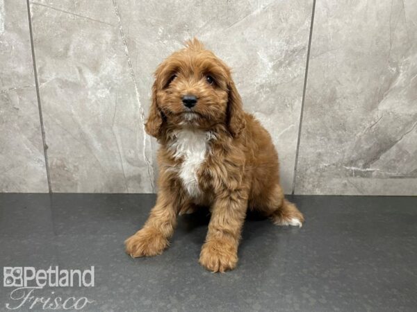 Cava Poo DOG Female RED 27661 Petland Frisco, Texas