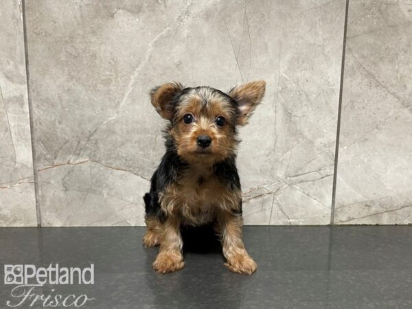 Yorkshire Terrier-DOG-Female-BLK TAN-27664-Petland Frisco & Mckinney, Texas