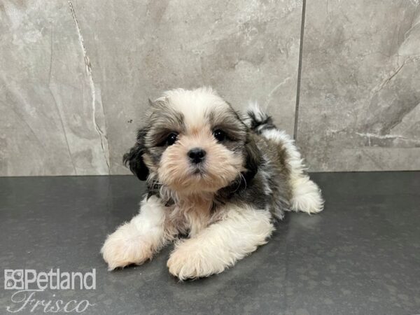 Shih Tzu-DOG-Female-BRINDLE WHITE-27668-Petland Frisco & Mckinney, Texas