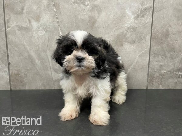 Shih Tzu DOG Male BRINDLE WHITE 27669 Petland Frisco & Mckinney, Texas