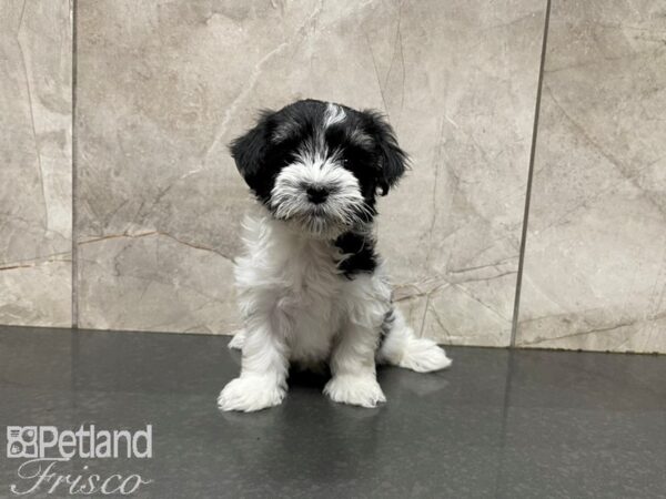 Havanese-DOG-Male-Black and White-27674-Petland Frisco & Mckinney, Texas