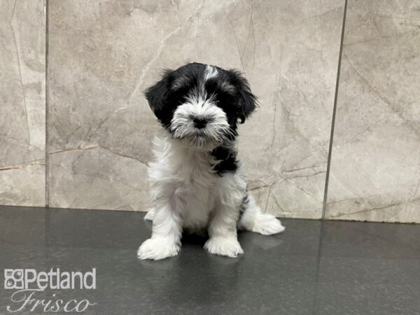 Havanese-DOG-Male-Black and White-27674-Petland Frisco, Texas