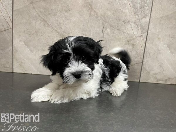 Havanese-DOG-Male-Black and White-27675-Petland Frisco, Texas