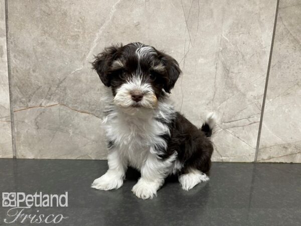 Havanese-DOG-Male-Chocolate and White-27676-Petland Frisco, Texas