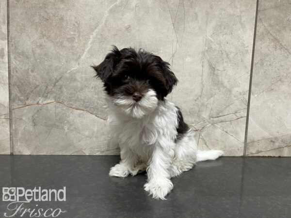 Havanese-DOG-Female-White and Black-27677-Petland Frisco & Mckinney, Texas