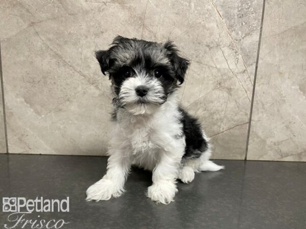 Havanese-DOG-Male-Black and White-27678-Petland Frisco, Texas