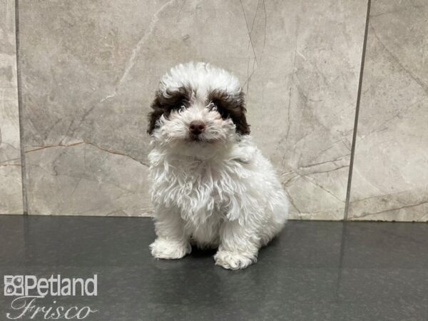 Miniature Poodle-DOG-Male-White and Chocolate-27679-Petland Frisco & Mckinney, Texas