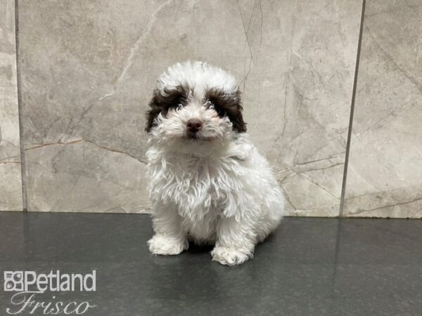 Miniature Poodle-DOG-Male-White and Chocolate-27679-Petland Frisco, Texas