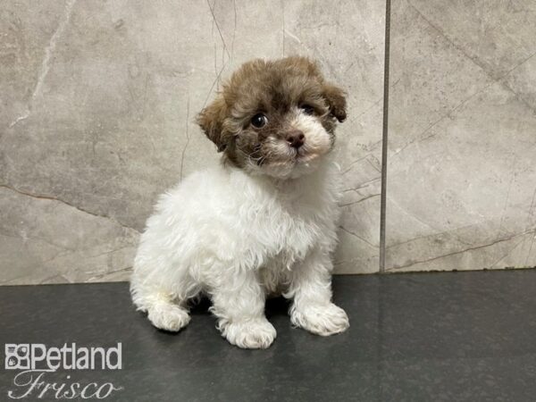 Miniature Poodle DOG Male White and Brown 27680 Petland Frisco, Texas