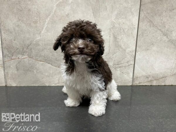 Miniature Poodle-DOG-Female-Chocolate and White-27681-Petland Frisco, Texas