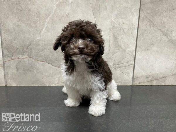 Miniature Poodle DOG Female Chocolate and White 27681 Petland Frisco, Texas