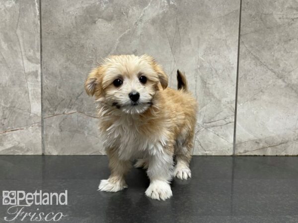 Maltipom-DOG-Female-Tan & White-27685-Petland Frisco & Mckinney, Texas