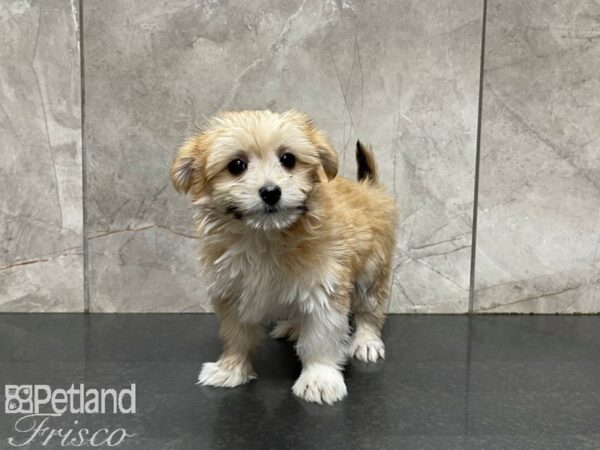 Maltipom DOG Female Tan & White 27685 Petland Frisco, Texas