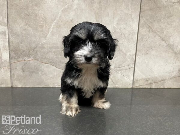 Havanese-DOG-Male-Blk & Slvr-27686-Petland Frisco & Mckinney, Texas