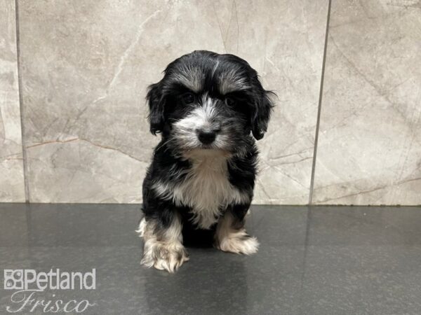 Havanese-DOG-Male-Blk & Slvr-27686-Petland Frisco, Texas