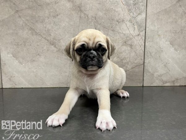 Pug-DOG-Male-Fawn-27687-Petland Frisco & Mckinney, Texas