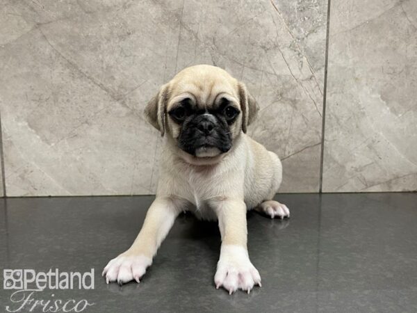 Pug-DOG-Male-Fawn-27687-Petland Frisco, Texas