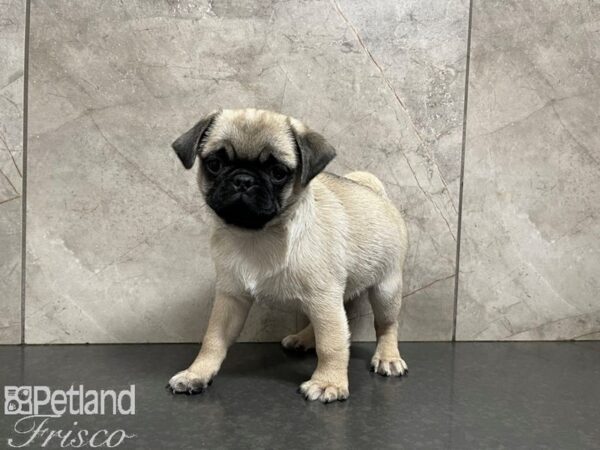 Pug-DOG-Male-Fawn-27688-Petland Frisco, Texas