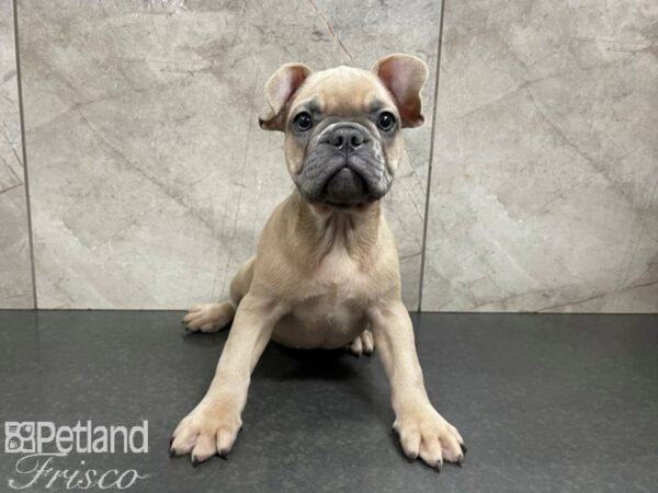 French Bulldog-DOG-Male-Blue Fawn-27689-Petland Frisco & Mckinney, Texas