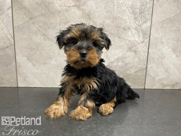 Yorkshire Terrier-DOG-Female-BLK TAN-27692-Petland Frisco & Mckinney, Texas