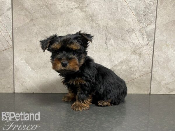 Yorkshire Terrier-DOG-Male-BLK TAN-27693-Petland Frisco & Mckinney, Texas