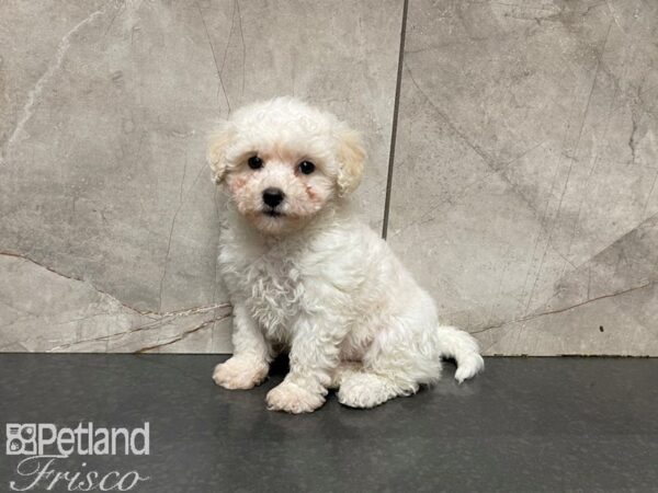 Bichon Frise-DOG-Female-WHITE-27694-Petland Frisco & Mckinney, Texas
