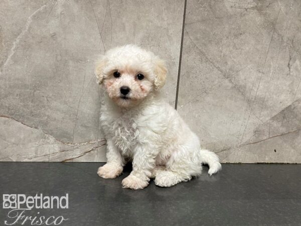 Bichon Frise DOG Female WHITE 27694 Petland Frisco, Texas