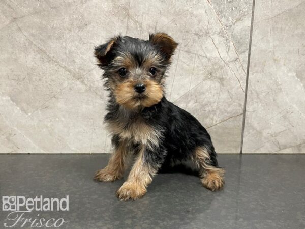 Yorkshire Terrier-DOG-Female-black/tan-27695-Petland Frisco & Mckinney, Texas