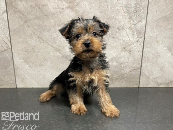 Yorkshire Terrier-DOG-Female-black/tan-27696-Petland Frisco & Mckinney, Texas