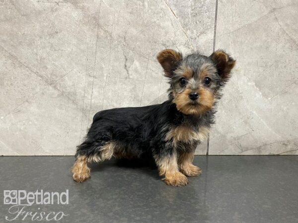 Yorkshire Terrier-DOG-Female-black/tan-27697-Petland Frisco & Mckinney, Texas