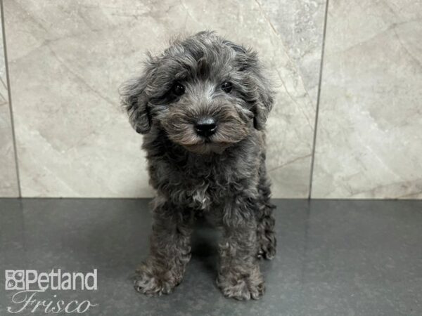 Schnoodle DOG Male Merle 27700 Petland Frisco, Texas