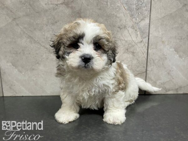 Teddy Bear DOG Male Brown & White 27701 Petland Frisco, Texas