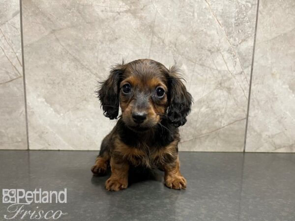 Dachshund DOG Female Chocolate Dapple 27702 Petland Frisco, Texas