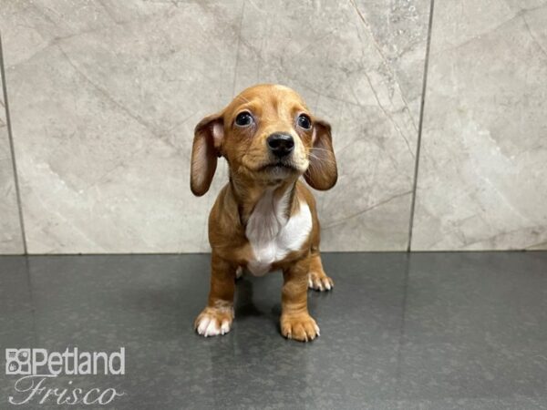 Dachshund-DOG-Female-Fawn-27703-Petland Frisco & Mckinney, Texas