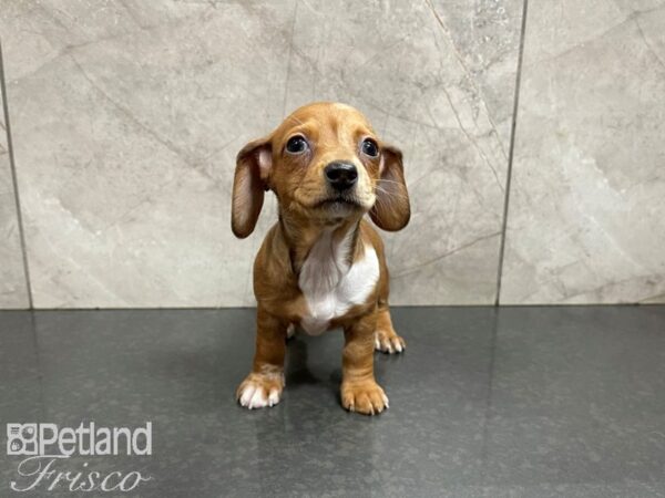 Dachshund-DOG-Female-Fawn-27703-Petland Frisco, Texas