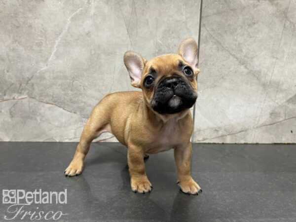 French Bulldog Mix DOG Male Fawn 27704 Petland Frisco, Texas