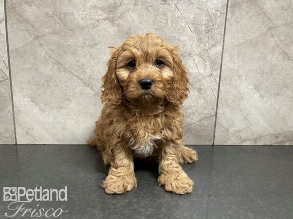 Cava Poo-DOG-Female-RED WH-27705-Petland Frisco & Mckinney, Texas
