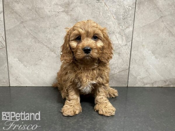 Cava Poo-DOG-Female-RED WH-27705-Petland Frisco, Texas