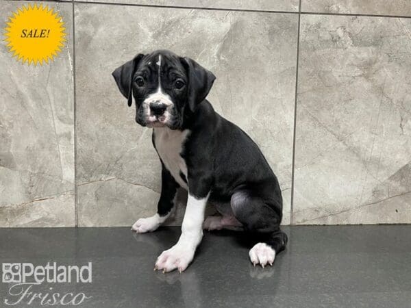 Boxer DOG Male Black w/ White 27554 Petland Frisco, Texas
