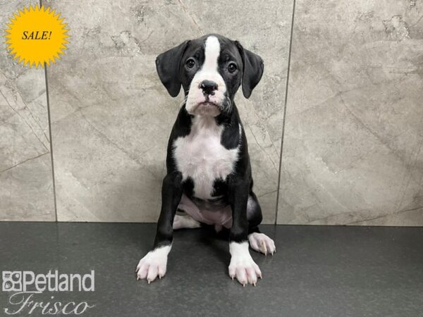 Boxer DOG Female Black w/ White 27555 Petland Frisco, Texas