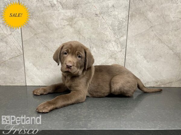 Labrador Retriever-DOG-Male-Chocolate-27583-Petland Frisco, Texas