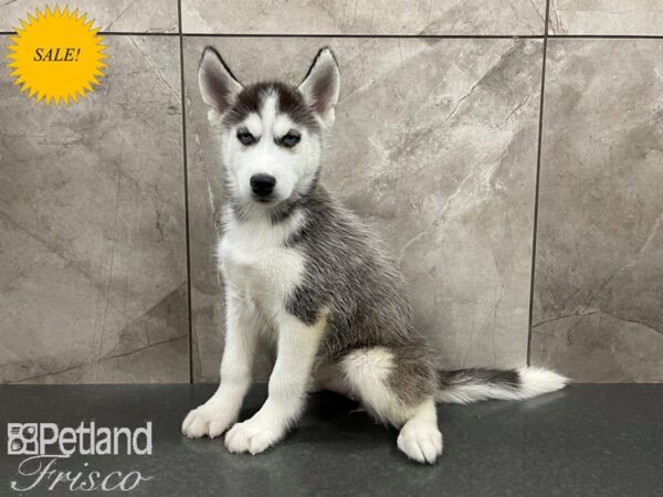 Siberian Husky-DOG-Female-Black & White-27652-Petland Frisco & Mckinney, Texas